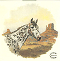 Horse - Appaloosa